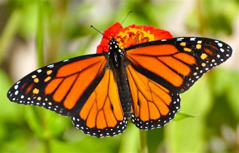 Monarch Butterfly Facts About The Iconic Migratory Insects Live Science