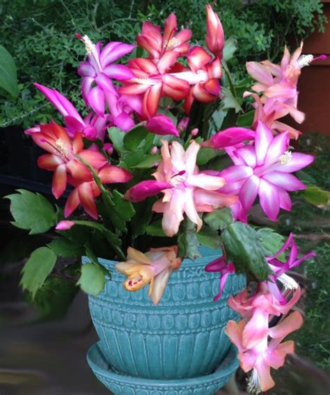 In order to force christmas cactus to bloom each year, it's necessary to have a period of darkness. Christmas Cactus for The Holidays - Here are of my ...