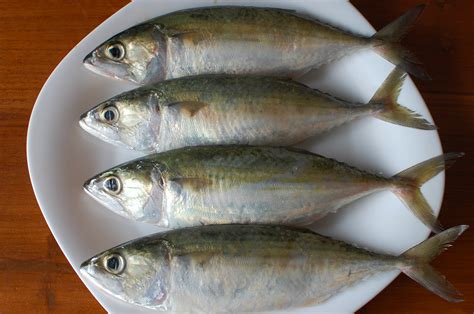 But if you like fishing, don't worry. Indian mackerel - Wikiwand
