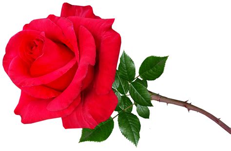 Bunga Mawar Merah Tangkai Foto Gratis Di Pixabay