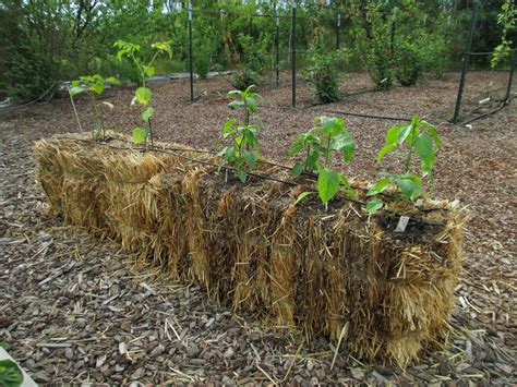 When the straw inside the bales begins to decompose, the straw becomes conditioned and ready for planting, according to. May 25 column: Straw bale gardening - Susan's in the Garden