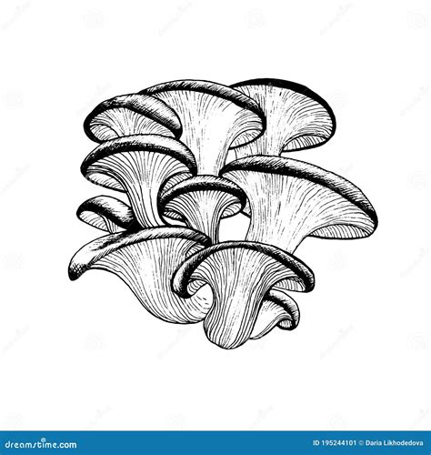 Oyster Mushrooms Isolated On White Background Edible Mushrooms Mushroom Season Autumn Harvest