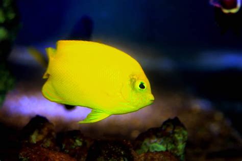 Yellow Reef Fish 8 Species To Add To Your Aquarium
