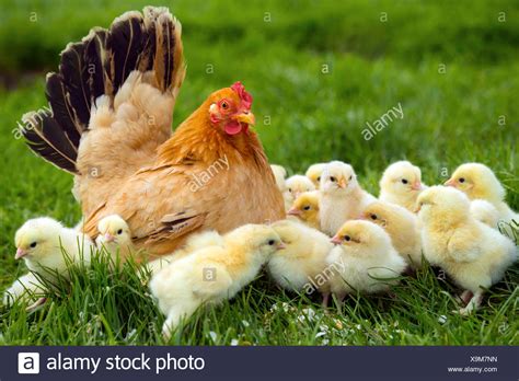 Pollitos De Gallina Fotos E Imágenes De Stock Alamy