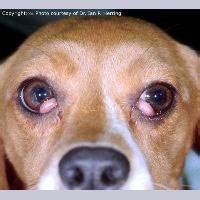 This procedure involves bringing up a layer of. Cherry Eye in Dogs and Cats - VeterinaryPartner.com - a ...