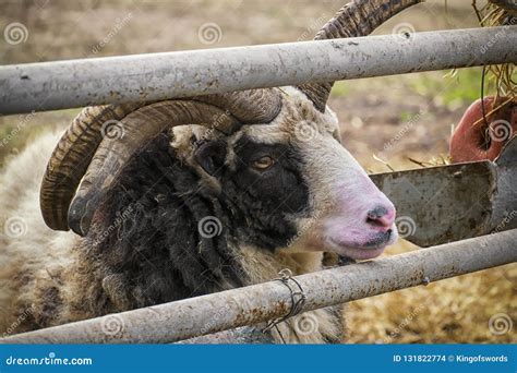 Four Horned Jacob Ram Is A British Breed Of Domestic Sheep Stock Photo