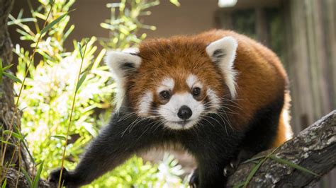 Red Panda The Houston Zoo