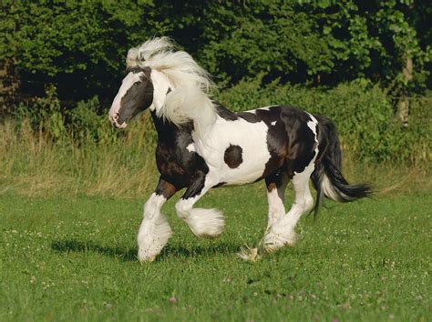 Une Introduction Aux Chevaux Cob