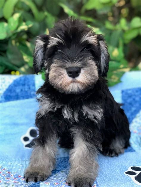In fact, this little dog is often seen in german paintings that date back to the 15th. Black And Silver Miniature Schnauzer Puppies For Sale in ...