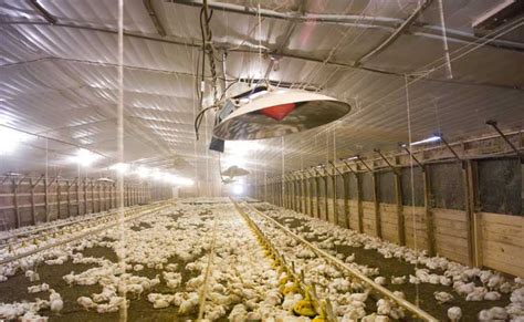 I Series High Pressure Radiant Heat Poultry Brooders Lb White