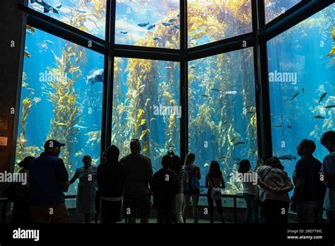 Kelp Forest Display In The Monterey Bay Aquarium Stock Photo Alamy
