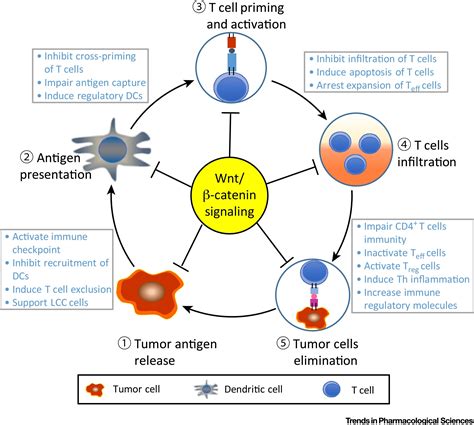 Targeting Wnt β Catenin Signaling for Cancer Immunotherapy Trends in