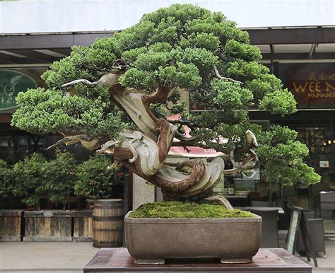Der garten bonsai sollte nicht lieblos in irgendeinen topf gesteckt werden. Pin von Manfred Wackruscheff auf Bonsai baum | Bonsai baum ...