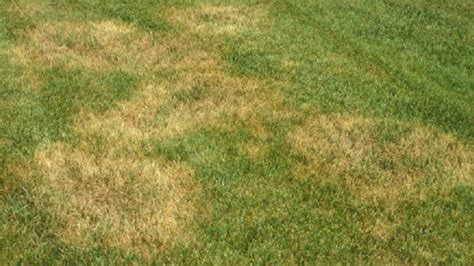 Zoysiagrass, often spelled zoysia grass, originated in japan and was brought to the u.s. How to Control Zoysia Patch Fungus | All Turf Lawn Care