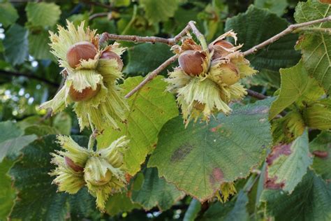 Growing Hazelnuts At Home Garden Eco
