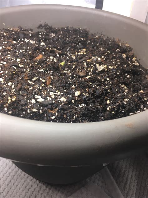 While growing, cacti and succulents should be watered at least once. How can I tell whether my drooping plant is overwatered or ...