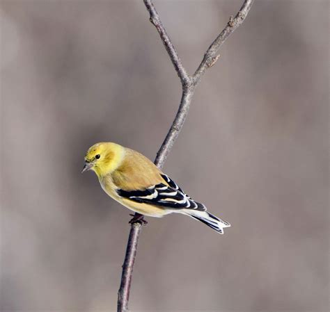 American Goldfinch Audubon Field Guide