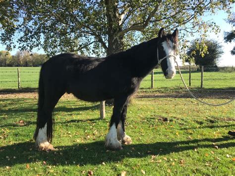 13hh Pony Gelding To Make 14hh Horse Quite Cob In Cholsey