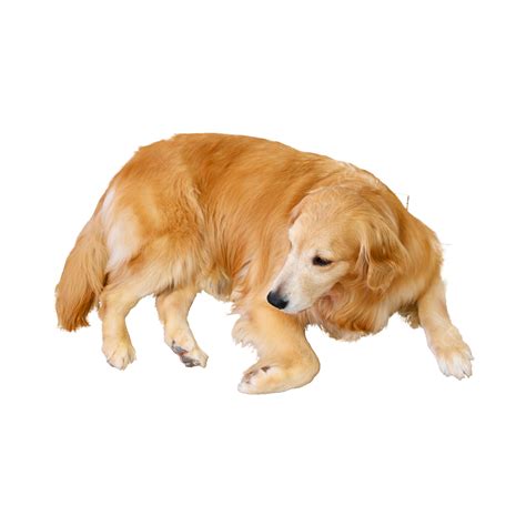 Gentle Pet Dog Golden Dog Docile Tender Golden Retriever Png