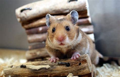 Can You Safely Feed Mealworms To Hamsters Hamsters 101