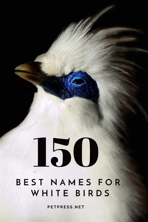 Top 150 Best Names For White Birds Petpress