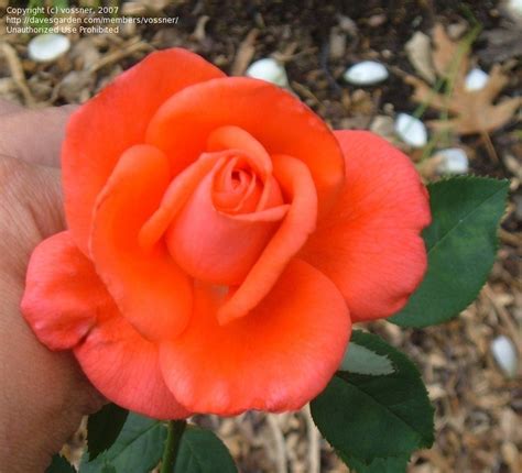 Plantfiles Pictures Hybrid Tea Rose Tropicana Rosa By Vossner