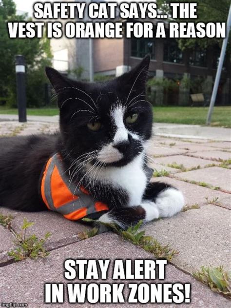Safety Cat Feline Who Promoted Safety In Annex Neighbourhood Is Moving