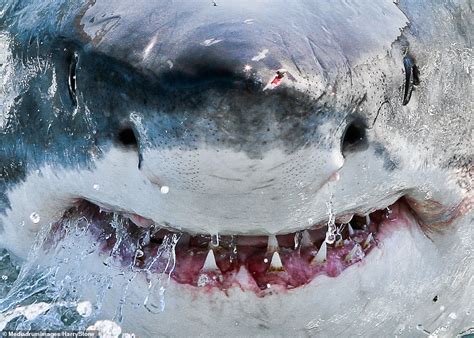 The Fascinating And Misunderstood World Of Great White Sharks A Close