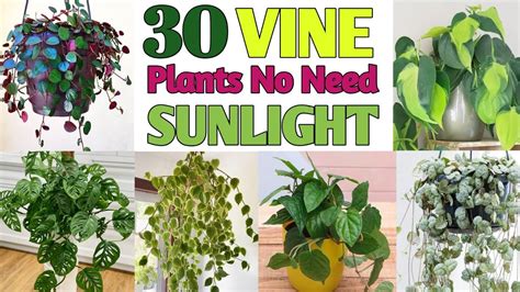 30 Indoor Vine Plants Low Sunlight Vine Climber Plants Plant And