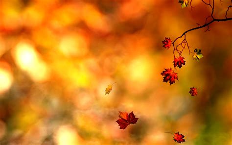 Free Download Awesome Autumn Leaf Wallpaper Pc 064 2387 Wallpaper
