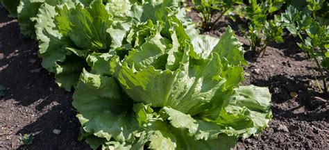 How To Grow Lettuce From Seed — San Diego Seed Company