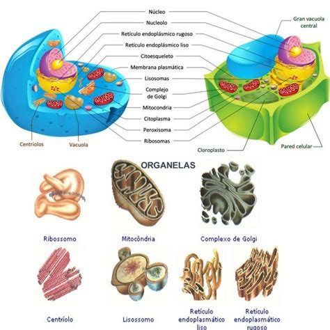 Estructura De Los Organelos Celulares Rela