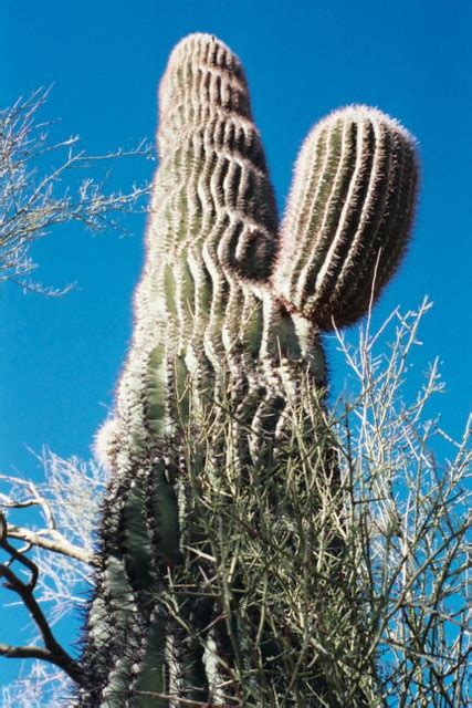 Arizona Cactus August 2009 Msh 2 Cactus Aimee Dars Ellis Flickr