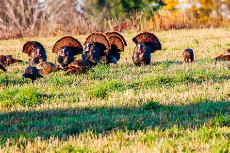 Best Time Of Day To Hunt Turkey Other Hunting Tips Grit