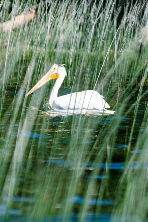 A Pelican At Child S Lake In Duck Mountain Provincial Park Manitoba