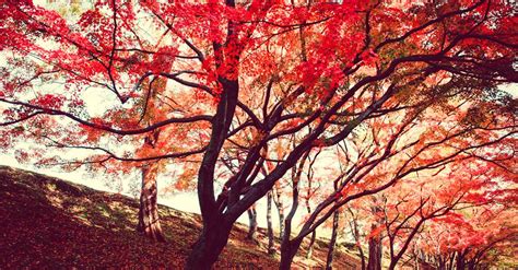 Red Trees · Free Stock Photo