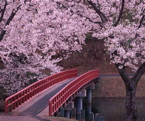 Japan cherry blossom blossom cherry blossom cherry blossom nature landscape flowers digital blossoms. Sakura Wallpaper 4K - Android Apps on Google Play | Tur
