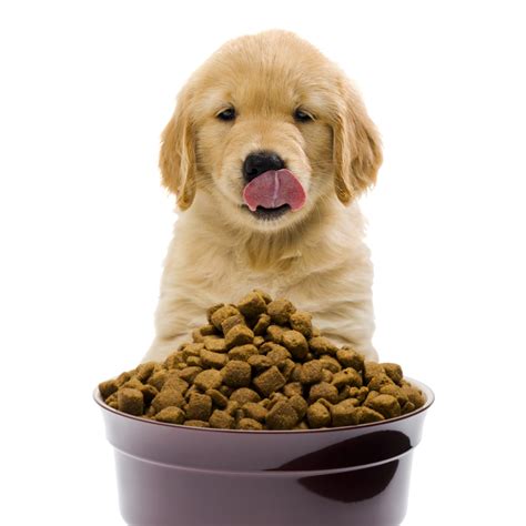 Top 10 Best Dog Food For Puppies A Comprehensive Buying Guide And