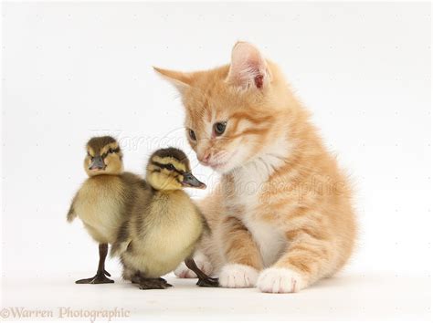 Ginger Kitten And Mallard Ducklings Photo Wp34171