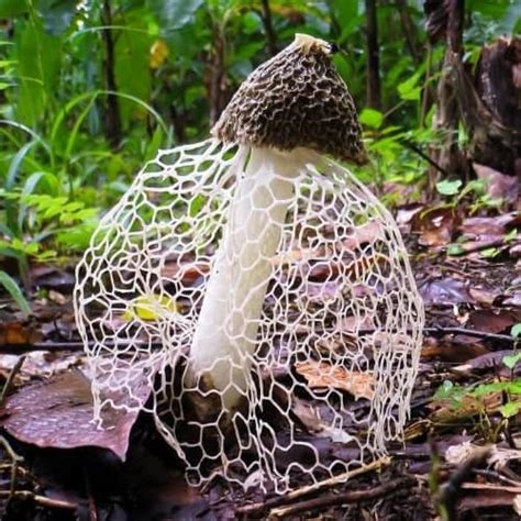 Weird Mushrooms Profiling 9 Of The Worlds Strangest Fungi