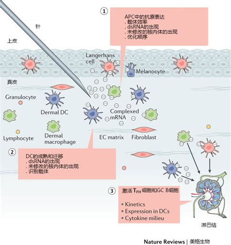 In the vaccination process, mrna formulation and delivery strategies facilitate effective expression and presentation of antigens, and immune stimulation. mRNA疫苗--疫苗的新时代 - 美格生物，领先的IVD分子检测技术提供商!