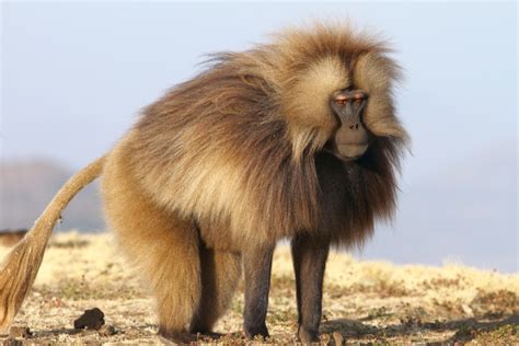 Gelada All Interesting Facts And Photographs The Wildlife
