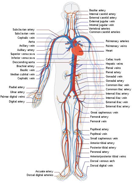 Difference Between Circulatory System And Lymphatic System Compare