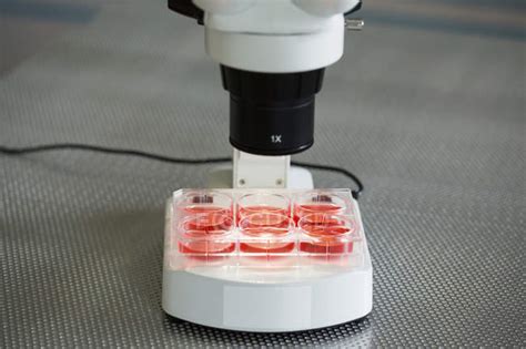Cell Cultures Under Microscope In Laboratory — Light Microscope