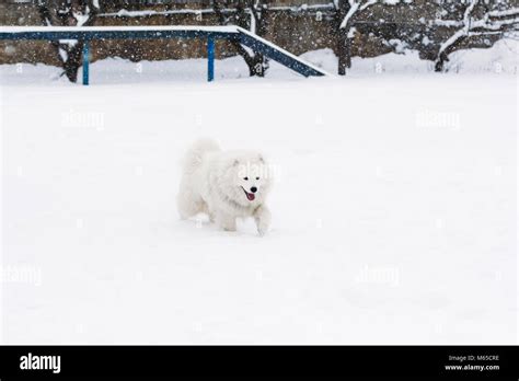 Samoyed Dog In The Snow Goes Through The Snowdrifts On The Playground
