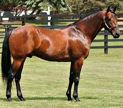 Standardbred Trotter Stallion Art Major Standardbred Horse