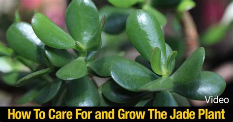 I recommend starting with a small pot and repotting as the plant grows. How To Care For and Grow The Jade Plant: Video
