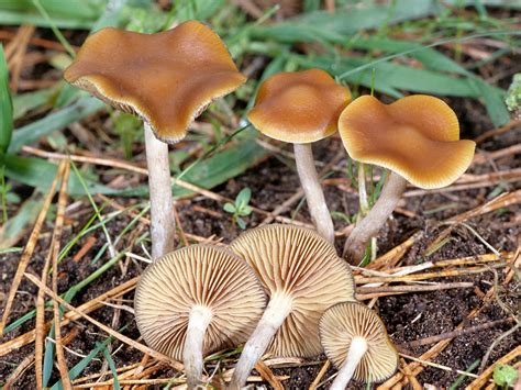 California Fungi Psilocybe Cyanescens