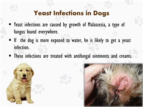 Dog Ear Yeast Infection Antibiotics