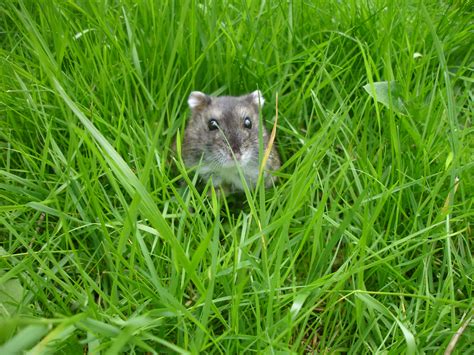 Gray Chinchilla Surrounded By Green Grass Russian Dwarf Hamster Hd